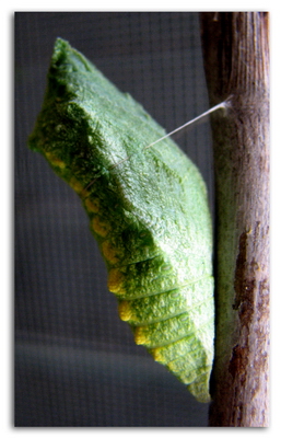 Papilio machaon - trasformazione da bruco a crisalide!